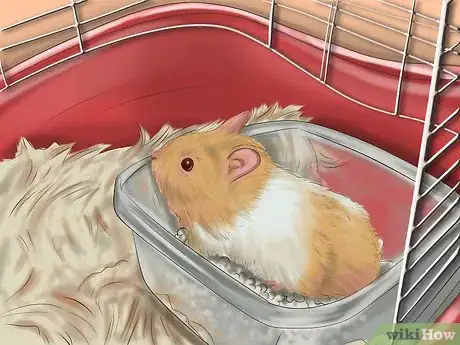 Image titled Care for Roborovski Hamsters Step 3