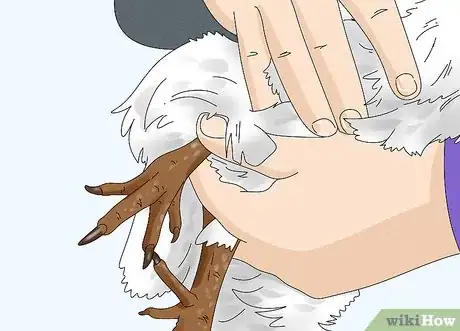 Image titled Trim a Chicken's Nails Step 5