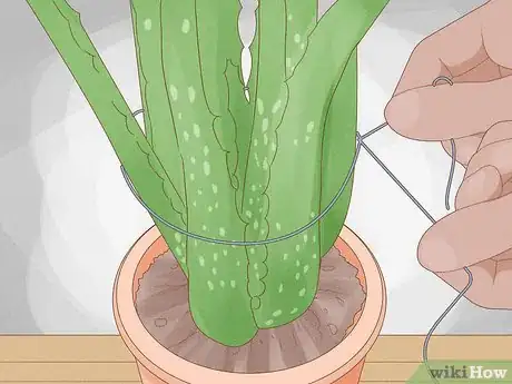 Image titled Why Does Your Aloe Plant Not Stand Up Step 8