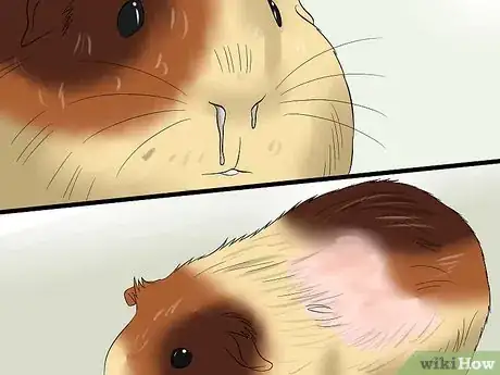 Image titled Feed Guinea Pigs Vitamin C Step 9