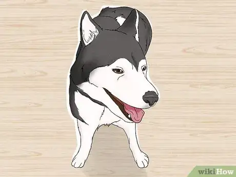 Image titled Identify an Alaskan Malamute Step 9