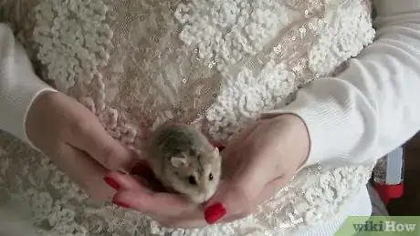 Image titled Play With a Hamster Step 4
