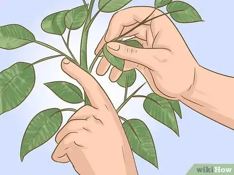 Image titled Prune Pepper Plants Step 3