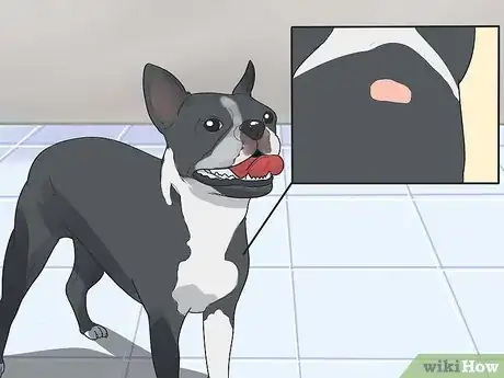 Image titled Care for a Boston Terrier Step 16