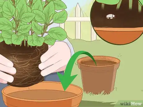 Image titled Care for a Basil Plant Step 11