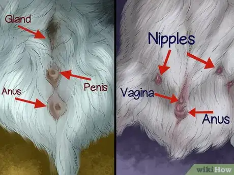Image titled Determine the Sex of a Dwarf Hamster Step 3
