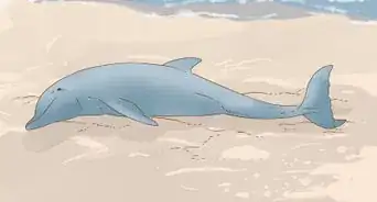 Save a Stranded Dolphin
