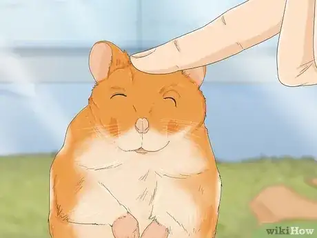 Image titled Train Your Hamster Step 3