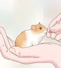 Care for Hamster Babies