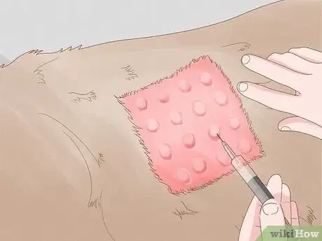Image titled Solve Your Dog's Skin and Scratching Problems Step 10