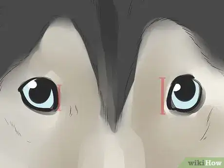 Image titled Diagnose Collie Eye in Shelties Step 3