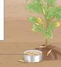 Grow Potatoes in a Wire Cage