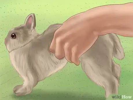 Image titled Know if Your Rabbit is Pregnant Step 1