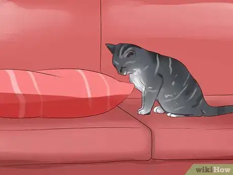 Image titled Introduce a New Cat to the Family Step 10