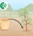Air Layer a Tree