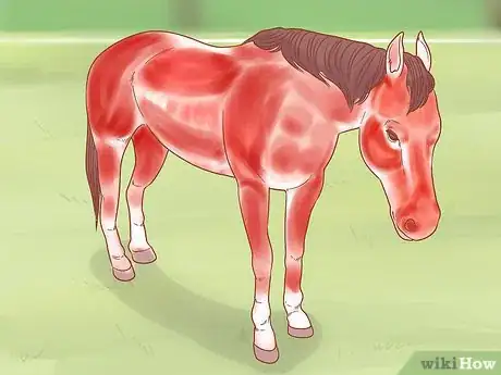 Image titled Paint on a Horse Step 16