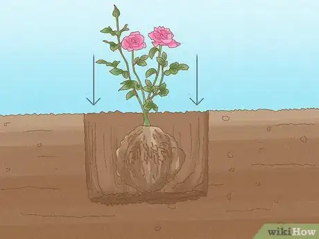 Image titled Grow Roses Step 7