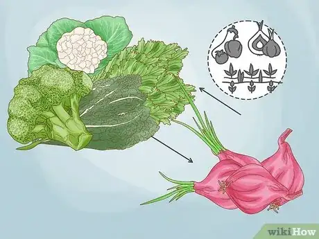 Image titled Onion Companion Plants Step 1