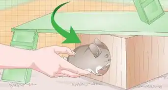 Deal with Bloat in Chinchillas