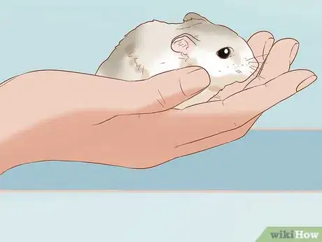 Image titled Tame Your Winter White Hamster Step 10