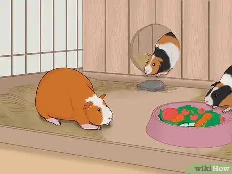 Image titled Care for a Pregnant Guinea Pig Step 12