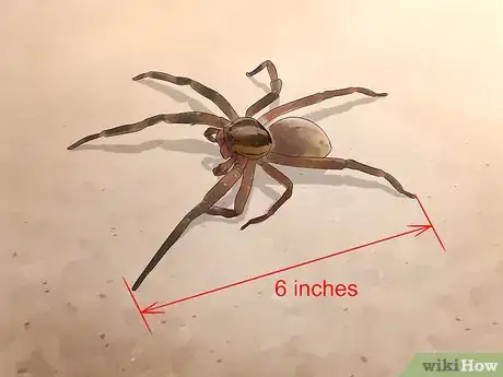 Image titled Identify a Brazilian Wandering Spider Step 1