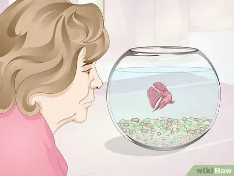 Image titled Teach Your Betta to Jump Step 2