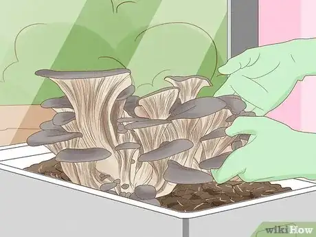 Image titled Grow Edible Mushrooms Step 8