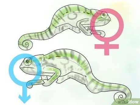 Image titled Tell if a Chameleon Is Male or Female Step 8