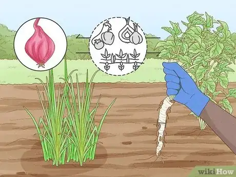 Image titled Onion Companion Plants Step 6