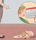Teach Your Dog to Play Dead on Command