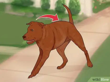 Image titled Tell if a Dog Is Going to Attack Step 4