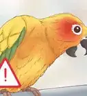 Spot Signs of Disease in Conures