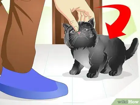 Image titled Help a New Kitten Become Familiar with Your Home Step 1