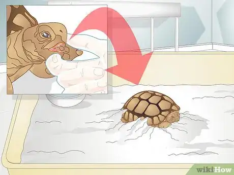 Image titled Diagnose Stomatitis in Tortoises Step 11