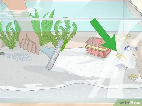 Image titled Remove Fish from an Aquarium to Clean Step 1