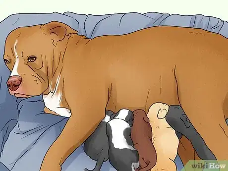 Image titled Know when a Dog Is Done Giving Birth Step 6
