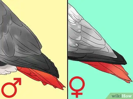 Image titled Determine the Sex of African Grey Parrots Step 3