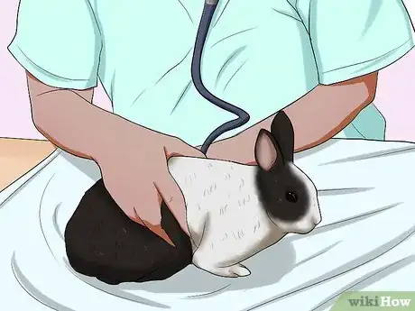 Image titled Diagnose Respiratory Problems in Rabbits Step 9