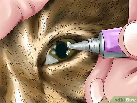 Image titled Diagnose and Treat Feline Calicivirus Step 11