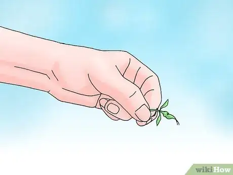 Image titled Root Chrysanthemum Cuttings Step 12