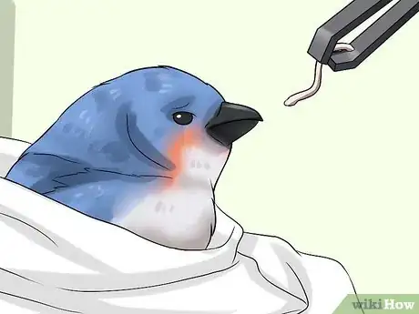 Image titled Clean a Bird Step 10
