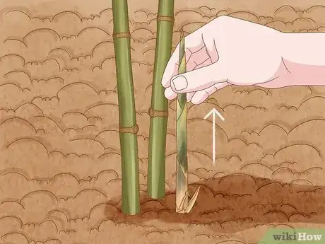 Image titled Prune Bamboo Step 12