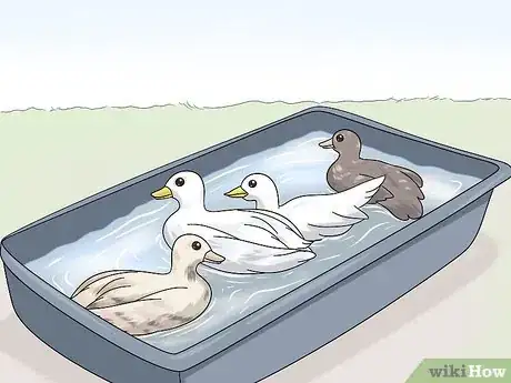 Image titled Raise Call Ducks Step 3