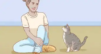Teach Your Cat to Sit