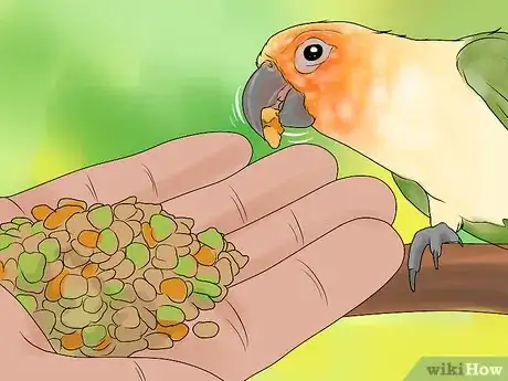 Image titled Interact with Your Conure Step 10