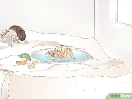 Image titled Take Care of a Molting Hermit Crab Step 2