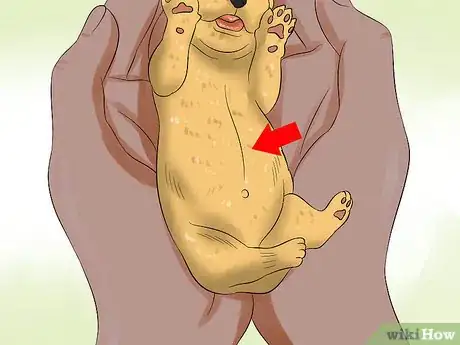 Image titled Determine the Sex of Puppies Step 5