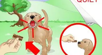 Train a Hyper Dog