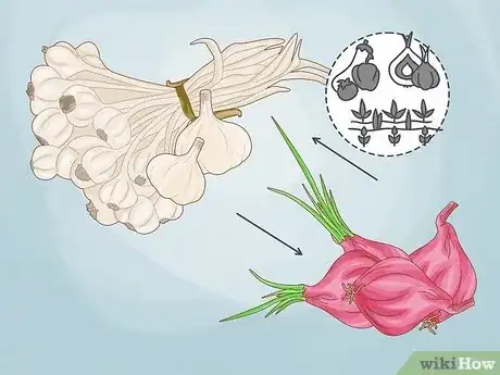 Image titled Onion Companion Plants Step 2